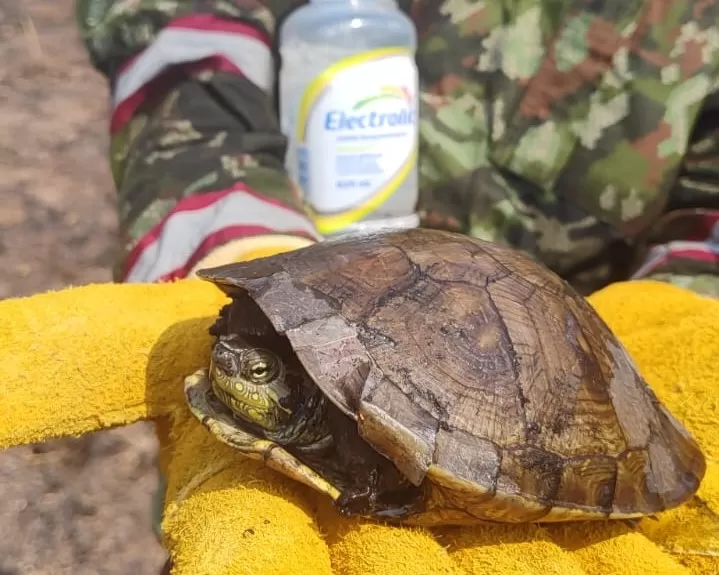 Ejército Nacional rescata especies animales durante intervención de incendios forestales en Antioquia, Cesar y Santander