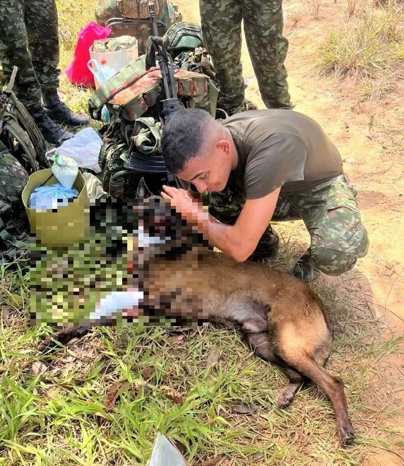 Sansón, un héroe canino que perdió una pata al detectar explosivos en Antioquia, evidencia el uso indiscriminado de artefactos explosivos por parte del GAO ELN.