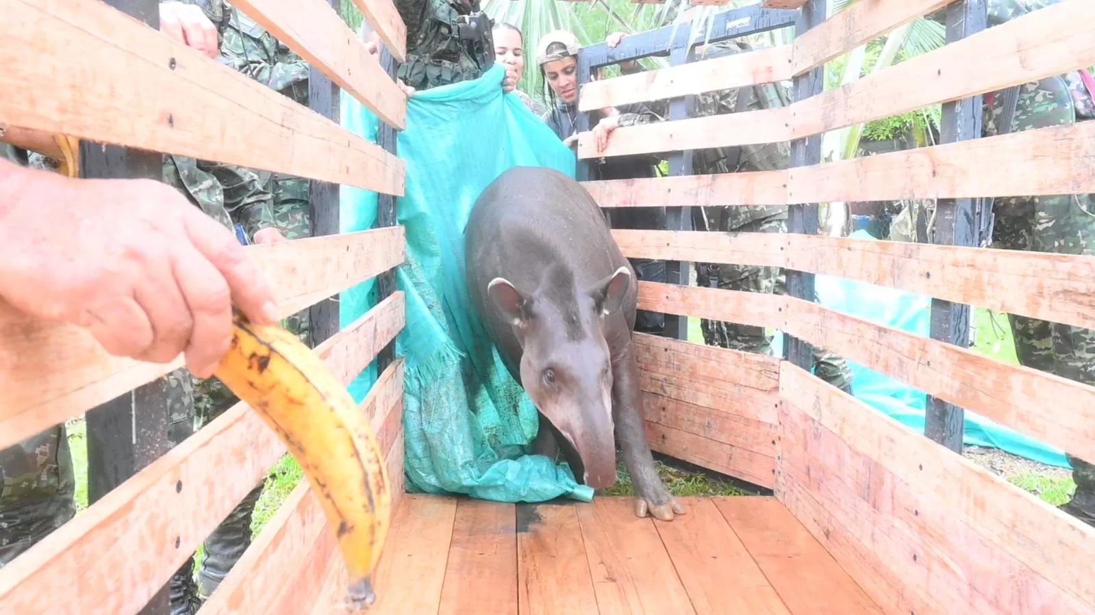 Ejército Nacional, Corpoamazonía, Bioparque Águadulce y comunidad unieron esfuerzos para rescatar y trasladar una danta en Caquetá