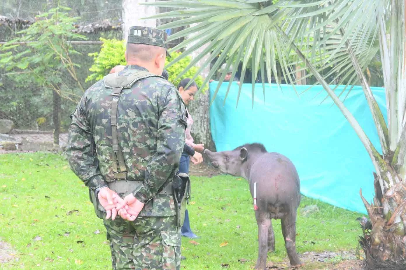Con contundencia operacional y conciencia ambiental, Ejército Nacional rescata a 28 animales silvestres en Caquetá