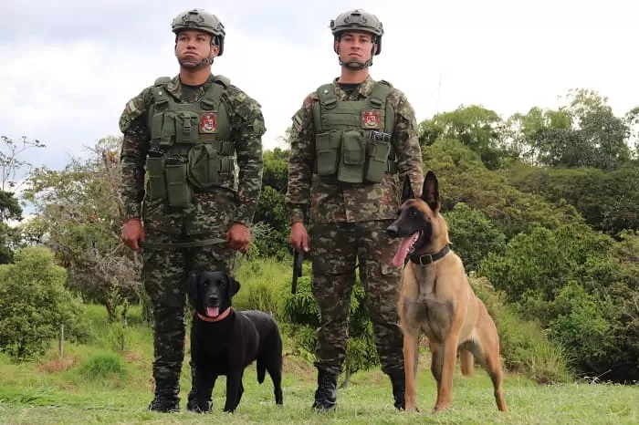 Paloma y Ely hacen frente al narcotráfico y a pretensiones terroristas en el departamento del Quindío