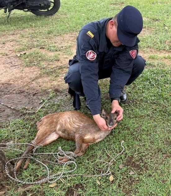 Desminadores rescatan venado herido en zona de entrenamiento en Tolemaida