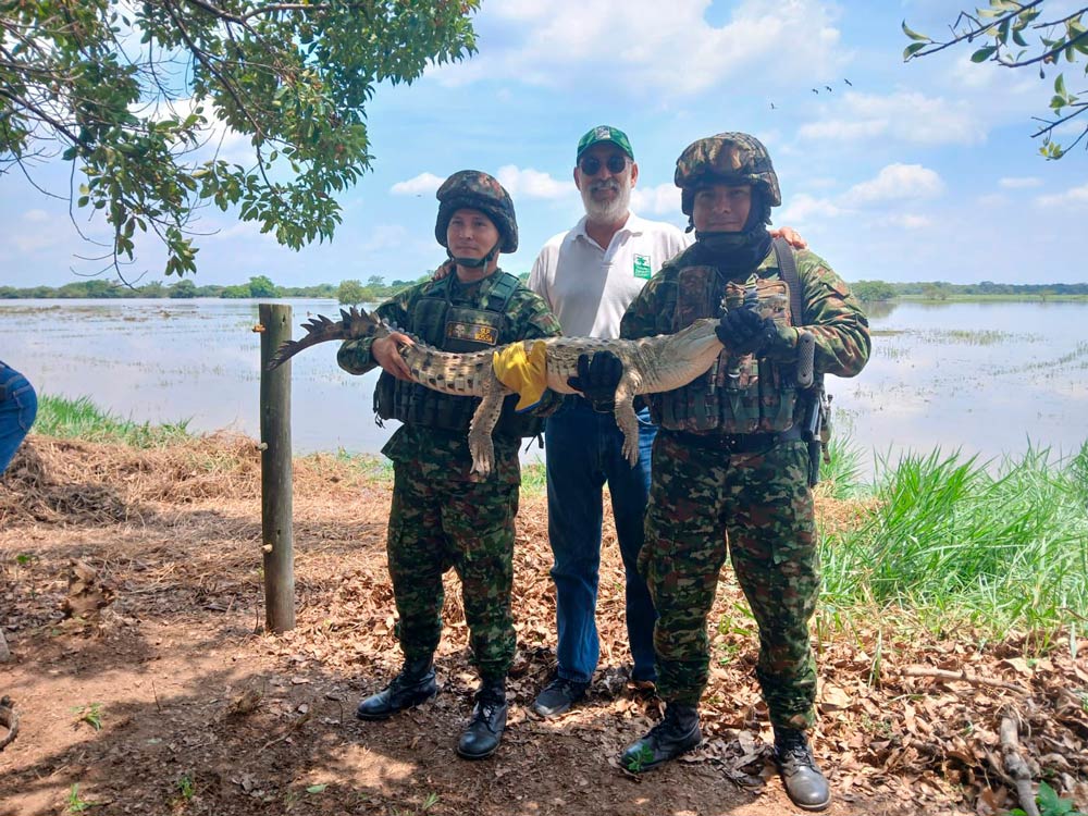 Ejército Nacional apoya la recuperación y liberación de 16 caimanes en Casanare