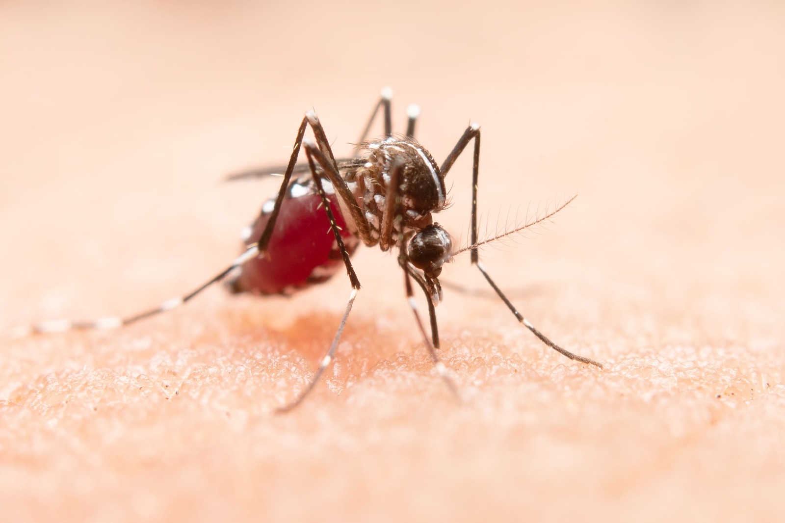 Diagnóstico oportuno y prevención: claves para salvar vidas frente a la malaria
