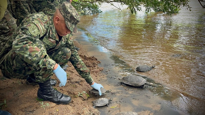 Ejército Nacional y Corpoamazonia fortalecen la protección ambiental con exitosa liberación de fauna silvestre en la Amazonía colombiana