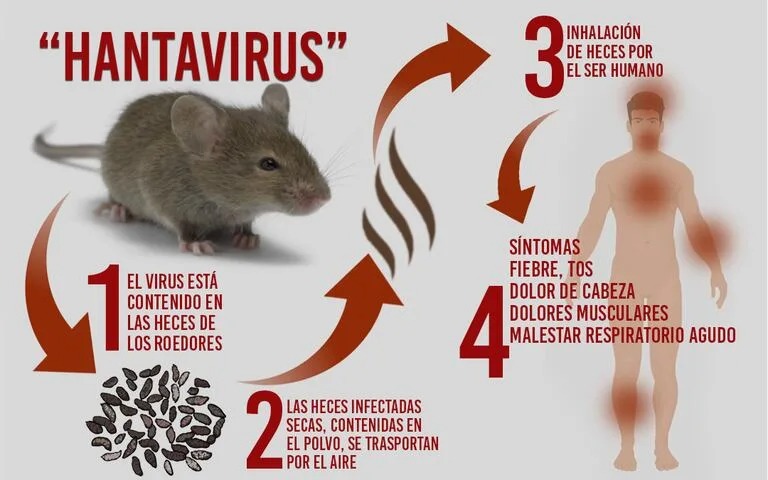 Autoridades sanitarias mantienen vigilancia ante alertas por hantavirus