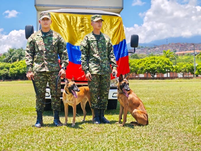 Cuatro patas, una misma misión: así se cuida a los caninos que sirven junto al Ejército Nacional