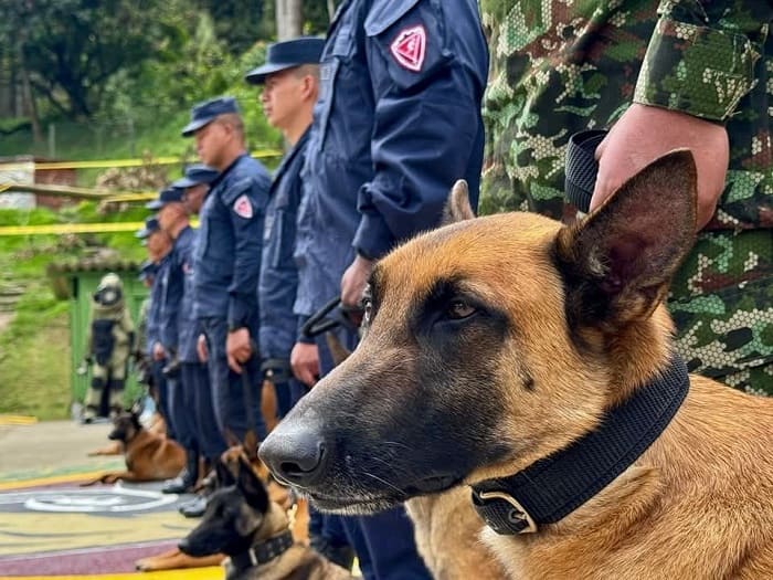 The National Army has new specialized K-9 handlers